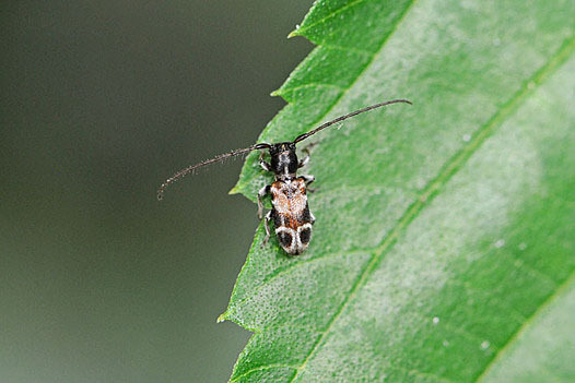michibatazukan-20150616-nijimachibikamikiri.jpg