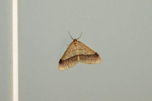 micjbatazukan-20160115-ichimongifuyunamishaku.jpg