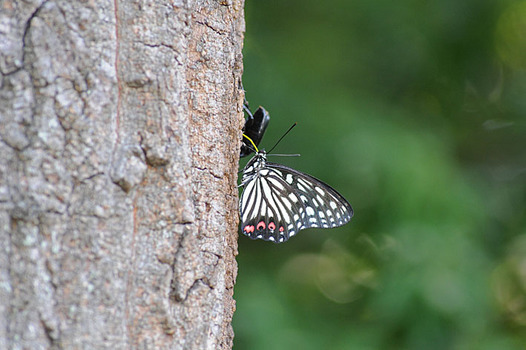 sansakuki-20130901-akaboshigomadara.jpg