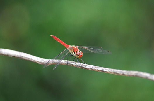sansakuki-20130901-natsuakane.jpg