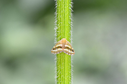 zaki-2013-0719-bekohagoromo.jpg