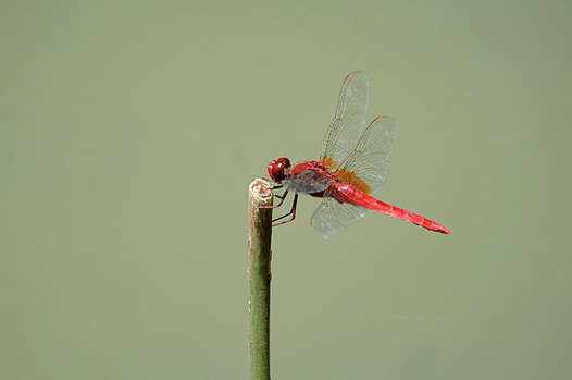 zaki-2013-0719-shojyotonbo-osu.jpg