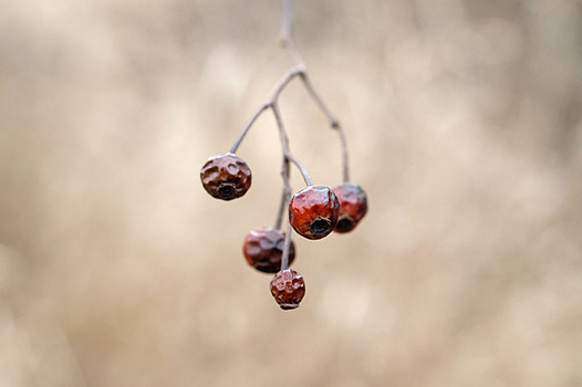 zaki-20130105-noibara-mi.jpg