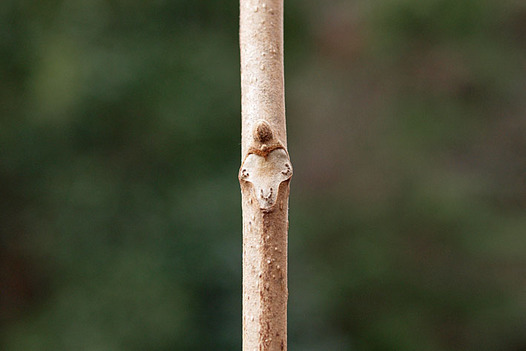 zaki-20130105-onigurumi-yokon.jpg