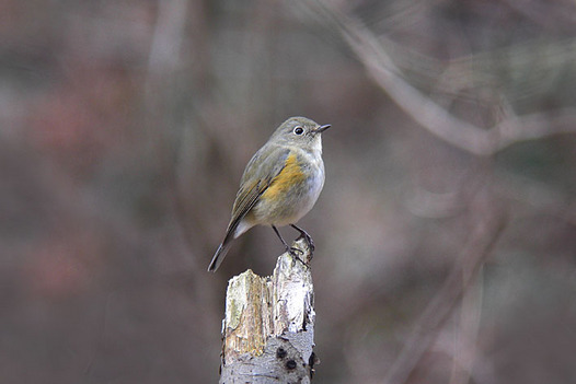 zaki-20130105-ruribitaki-mesu-2.jpg