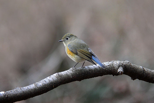 zaki-20130105-ruribitaki-mesu.jpg