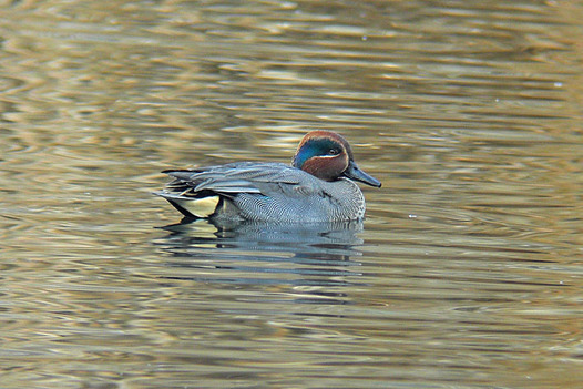 zaki-20130108-kogamo-osu.jpg