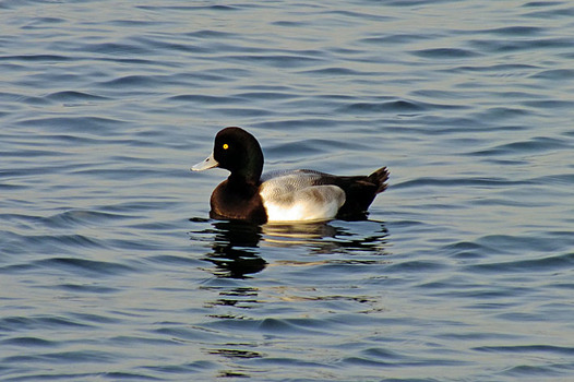 zaki-20130109-suzugamo.jpg