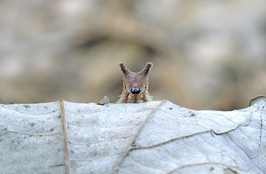 zaki-20130112-gomadaracho-yochyu.jpg