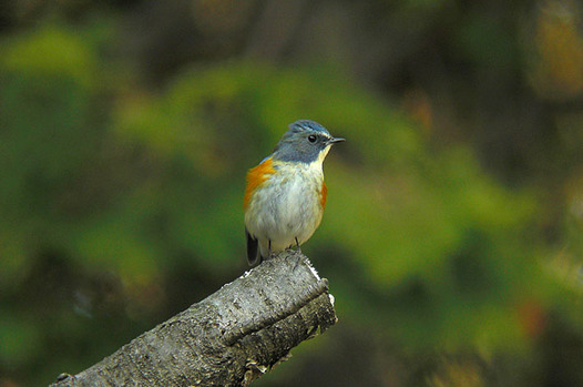 zaki-20130113-ruribitaki-osu-1.jpg