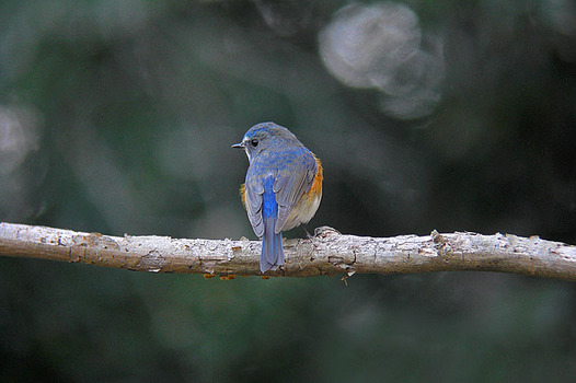 zaki-20130113-ruribitaki-osu-4.jpg