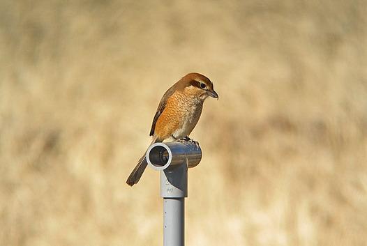 zaki-20130120-mozu-mesu.jpg