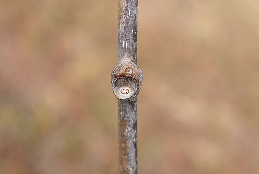 zaki-20130123-kiui-yokon.jpg