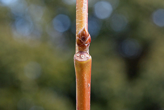 zaki-20130123-momigibafu-yokon.jpg