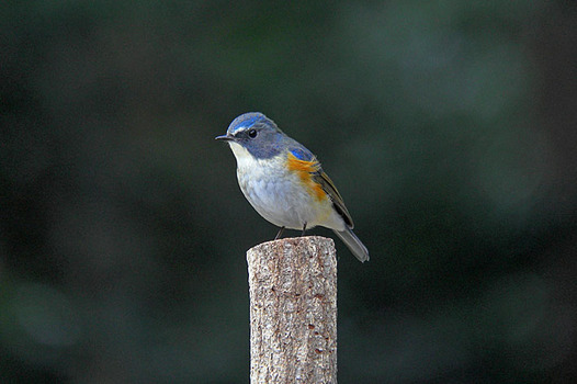 zaki-20130124-ruribitaki-osu.jpg