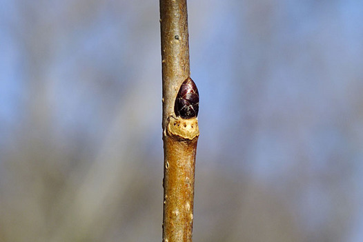 zaki-20130129-fusazakura-yokon.jpg