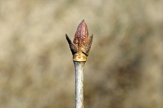 zaki-20130129-nejiki-fuyume.jpg