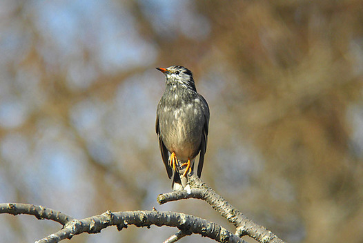 zaki-20130130-mukudori.jpg