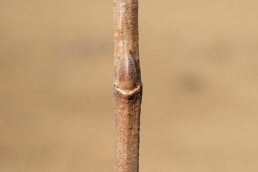 zaki-20130202-oodemari-yokon.jpg