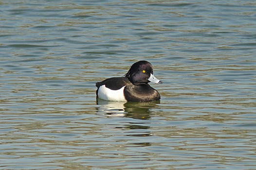 zaki-20130204-kinkuohajiro-osu.jpg