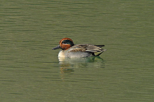 zaki-20130204-kogamo-osu.jpg