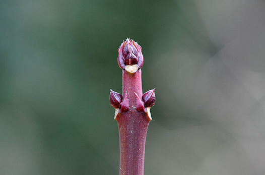 zaki-20130205-gonzui-fuyume.jpg