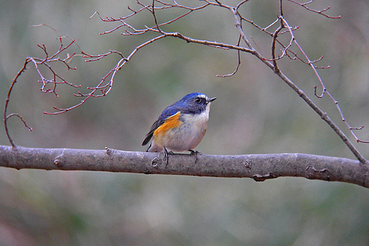 zaki-20130205-ruribitaki-osu-1.jpg