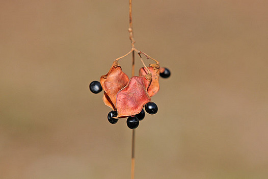 zaki-20130207-tokirimame-mi.jpg