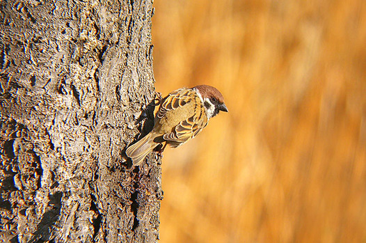 zaki-20130208-suzume-1.jpg