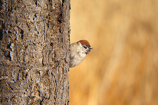 zaki-20130208-suzume-2.jpg