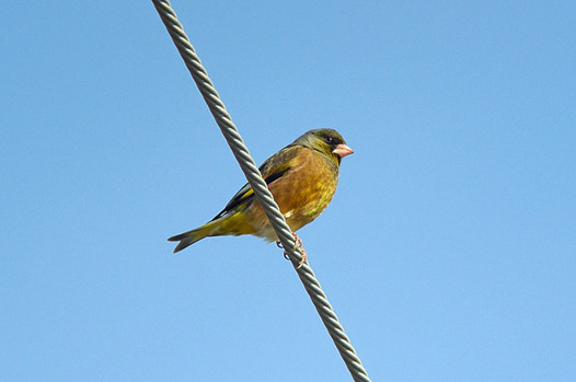 zaki-20130209-kawarahiwa.jpg