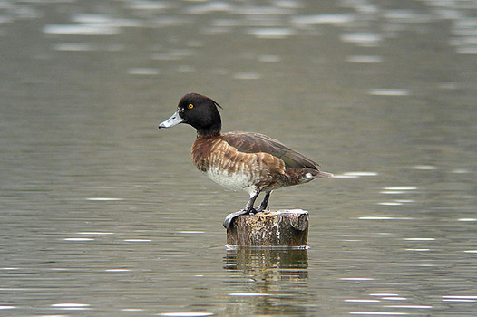 zaki-20130212-kinkurohajiro-mesu.jpg