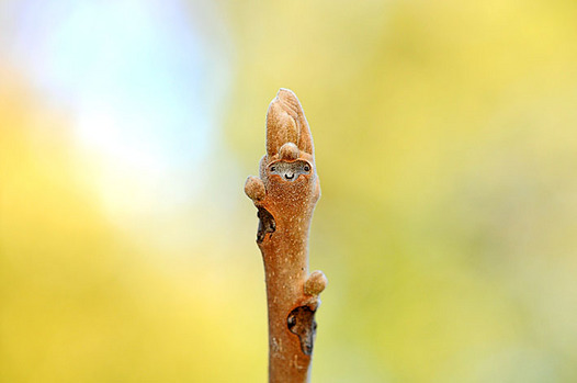 zaki-20130213-onigurumi-fuyume.jpg