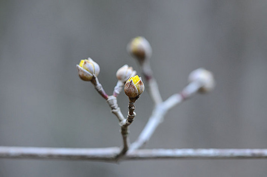 zaki-20130213-sanshyuyu-tsubomi.jpg