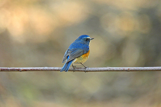 zaki-20130214-ruribitaki-osu-1.jpg