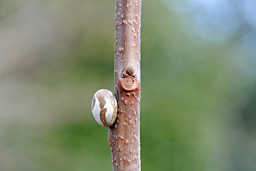 zaki-20130217-iraga-mayu.jpg