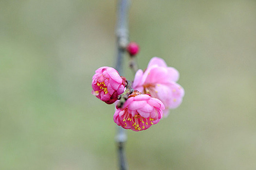 zaki-20130217-ume.jpg