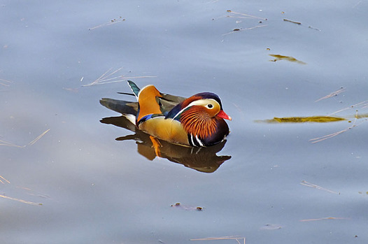zaki-20130220-oshidori-osu.jpg