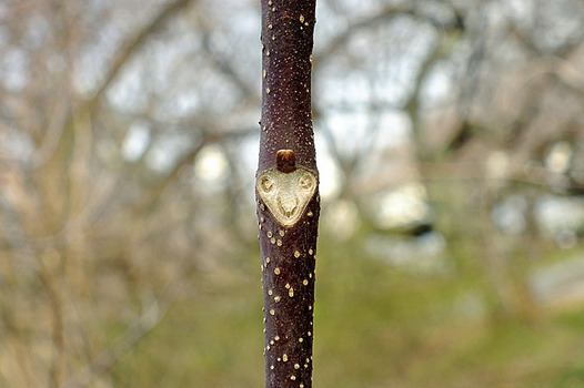 zaki-20130222-goshyuyu-yokon.jpg