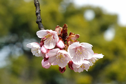 zaki-20130222-kanzakura.jpg