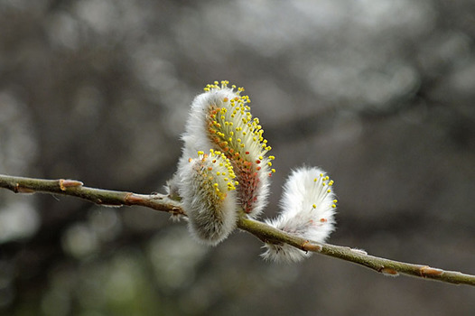 zaki-20130222-nekoyanagi.jpg