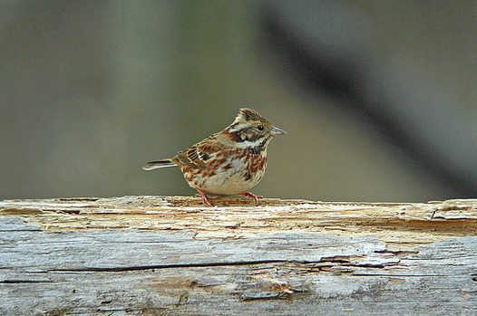 zaki-20130223-kashiradaka-osu.jpg