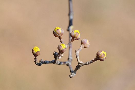 zaki-20130223-sanshyuyu-tsubomi.jpg