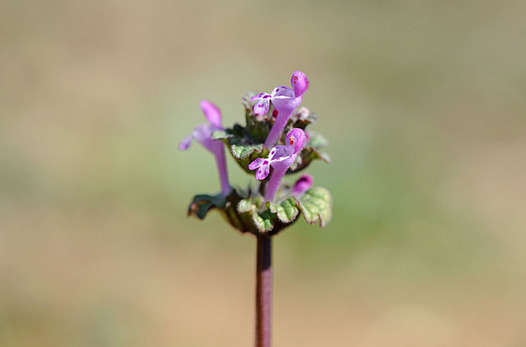 zaki-20130224-hotokenoza.jpg