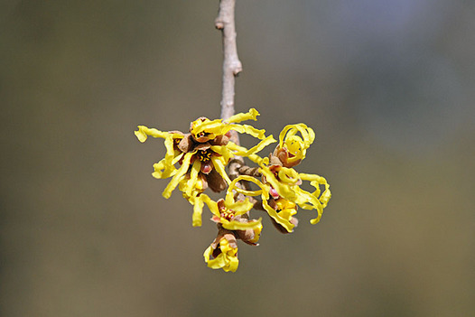 zaki-20130224-mansaku.jpg