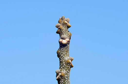 zaki-20130225-sendan-yokon.jpg