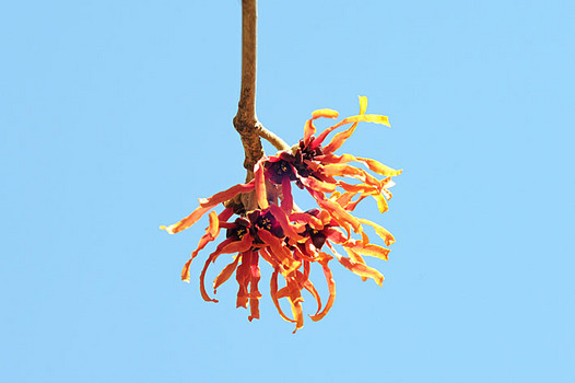 zaki-20130225-shinamansaku.jpg