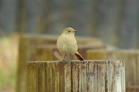 zaki-20130227-jobitaki-mesu.jpg