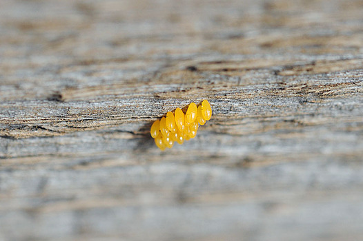 zaki-20130301-nanahoshitento-tamago.jpg