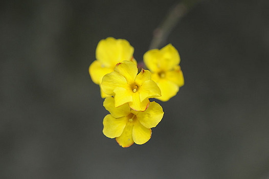 zaki-20130301-obai.jpg
